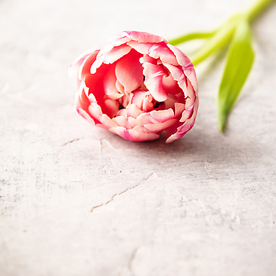 포토 JPG 해외이미지 한송이 실내 사람없음 튤립 흰배경 해외202004 해외포토 1 꽃 백그라운드 내부 흰색 송이 파일형식