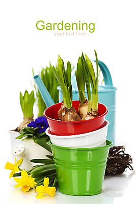 포토 JPG 해외이미지 화분 실내 사람없음 물뿌리개 흰배경 원예 수선화 프리뮬러 해외202004 해외포토 꽃 백그라운드 취미 내부 흰색 파일형식