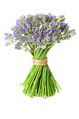 포토 JPG 해외이미지 꽃다발 실내 사람없음 흰배경 노끈 라벤더 해외202004 해외포토 꽃 줄 백그라운드 내부 흰색 허브 파일형식