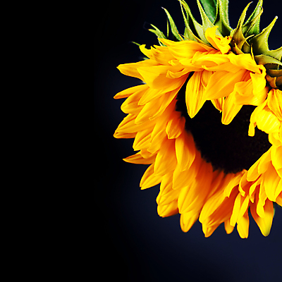 포토 JPG 해외이미지 검은배경 해바라기 실내 사람없음 해외202004 해외포토 꽃 백그라운드 내부 검은색 파일형식