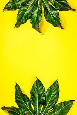 포토 JPG 해외이미지 잎 사람없음 노란배경 카피스페이스 해외202004 해외포토 식물 백그라운드 노란색 공백 파일형식