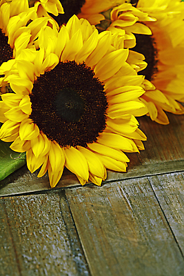 포토 JPG 해외이미지 해바라기 실내 사람없음 해외202004 해외포토 꽃 내부 파일형식