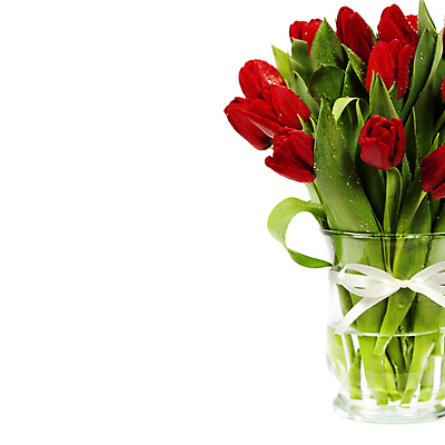 포토 JPG 해외이미지 리본 꽃다발 사람없음 꽃병 튤립 물방울 흰배경 카피스페이스 해외202004 해외포토 꽃 백그라운드 공백 흰색 파일형식