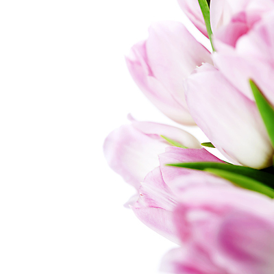 포토 JPG 해외이미지 꽃다발 실내 근접촬영 사람없음 튤립 흰배경 카피스페이스 해외202004 해외포토 꽃 뷰포인트 백그라운드 내부 공백 흰색 파일형식