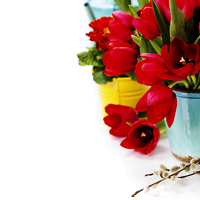 포토 JPG 해외이미지 화분 실내 사람없음 튤립 흰배경 원예 프리뮬러 해외202004 해외포토 꽃 백그라운드 취미 내부 흰색 파일형식