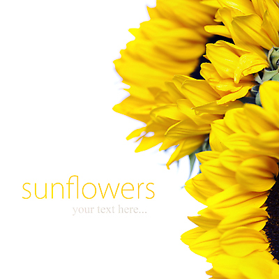 포토 JPG 해외이미지 해바라기 실내 사람없음 해외202004 해외포토 꽃 내부 파일형식