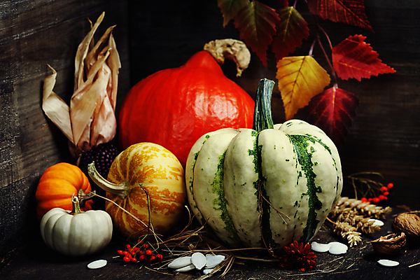 포토 JPG 해외이미지 열매 낙엽 호박 검은배경 실내 사람없음 농작물 벼 가을 호박씨 흑찰옥수수 해외202004 해외포토 식물 계절 백그라운드 잎 농업 채소 곡류 씨앗 내부 검은색 찰옥수수 파일형식