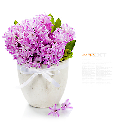 포토 JPG 해외이미지 리본 화분 실내 타이포그라피 사람없음 흰배경 원예 히아신스 카피스페이스 해외202004 해외포토 문자 꽃 백그라운드 취미 내부 공백 흰색 파일형식