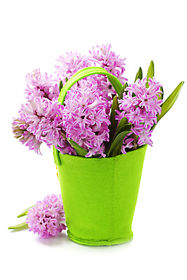 포토 JPG 해외이미지 잎 실내 사람없음 흰배경 원예 꽃바구니 히아신스 해외202004 해외포토 식물 꽃 백그라운드 취미 내부 바구니 흰색 파일형식