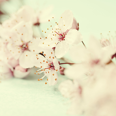 포토 JPG 해외이미지 봄꽃 실내 사람없음 아웃포커스 벚꽃 소프트포커스 민트색배경 해외202004 해외포토 꽃 백그라운드 촬영기법 내부 봄 민트색 파일형식