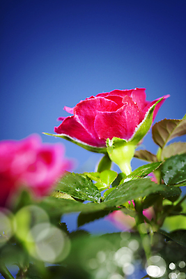 포토 JPG 해외이미지 잎 실내 사람없음 장미 소프트포커스 파란배경 보케 해외202004 해외포토 식물 꽃 백그라운드 촬영기법 내부 파란색 파일형식