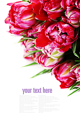 포토 JPG 해외이미지 꽃다발 실내 타이포그라피 사람없음 튤립 흰배경 카피스페이스 해외202004 해외포토 문자 꽃 백그라운드 내부 공백 흰색 파일형식