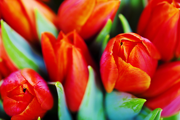 포토 JPG 해외이미지 꽃다발 사람없음 튤립 해외202004 해외포토 꽃 파일형식