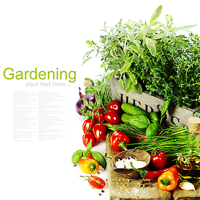 포토 JPG 해외이미지 토마토 파프리카 실내 마늘 사람없음 흰배경 소금 후추 해외202004 해외포토 백그라운드 채소 내부 흰색 향신료 파일형식