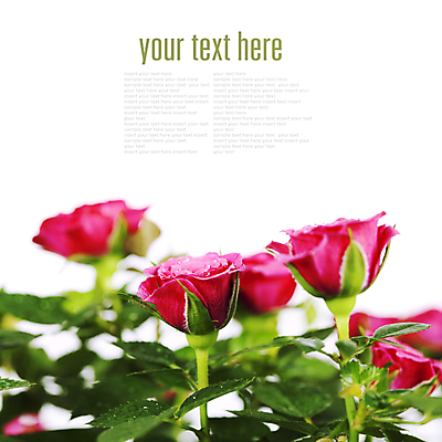 포토 JPG 해외이미지 잎 실내 사람없음 장미 소프트포커스 흰배경 카피스페이스 해외202004 해외포토 식물 꽃 백그라운드 촬영기법 내부 공백 흰색 파일형식