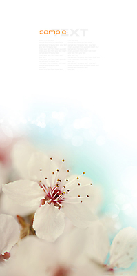 포토 JPG 해외이미지 봄꽃 실내 타이포그라피 사람없음 아웃포커스 벚꽃 흰배경 카피스페이스 해외202004 해외포토 문자 꽃 백그라운드 촬영기법 내부 봄 공백 흰색 파일형식