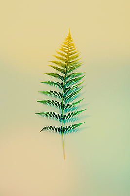 포토 JPG 해외이미지 잎 실내 사람없음 초록배경 해외202004 해외포토 식물 백그라운드 내부 초록색 파일형식