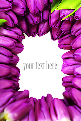 포토 JPG 해외이미지 꽃잎 잎 프레임 사람없음 튤립 카피스페이스 해외202004 해외포토 식물 꽃 공백 파일형식