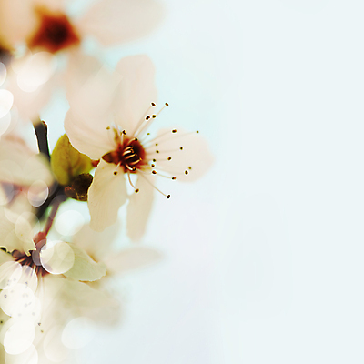 포토 JPG 해외이미지 봄꽃 실내 근접촬영 사람없음 아웃포커스 벚꽃 파란배경 빛망울 카피스페이스 해외202004 해외포토 꽃 뷰포인트 백그라운드 촬영기법 내부 파란색 빛 봄 공백 파일형식