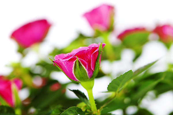 포토 JPG 해외이미지 잎 실내 사람없음 아웃포커스 장미 흰배경 보케 해외202004 해외포토 식물 꽃 백그라운드 촬영기법 내부 흰색 파일형식