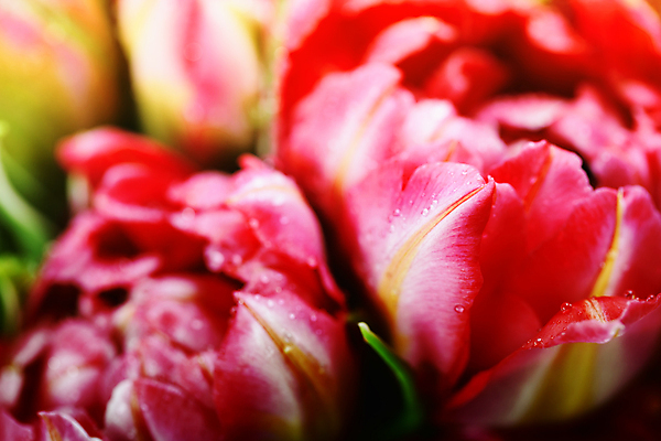 포토 JPG 해외이미지 실내 근접촬영 사람없음 튤립 물방울 해외202004 해외포토 꽃 뷰포인트 내부 파일형식