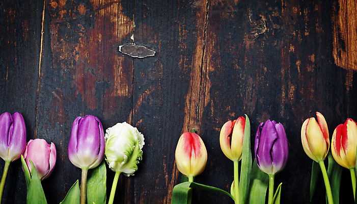 포토 JPG 해외이미지 잎 사람없음 튤립 카피스페이스 나무배경 해외202004 해외포토 식물 꽃 백그라운드 공백 파일형식