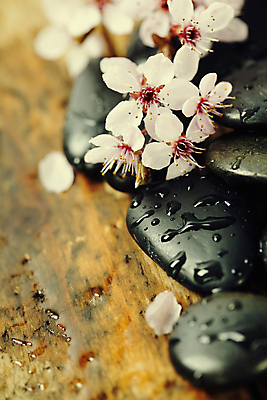 포토 JPG 해외이미지 꽃잎 실내 근접촬영 사람없음 벚꽃 물방울 나무바닥 스파용품 아로마테라피 스톤 해외202004 해외포토 꽃 뷰포인트 바닥 내부 스파 오브젝트 테라피 파일형식