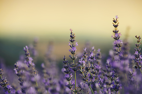 포토 JPG 해외이미지 주간 근접촬영 사람없음 야외 아웃포커스 라벤더 해외202004 해외포토 자연요소 꽃 뷰포인트 촬영기법 허브 파일형식