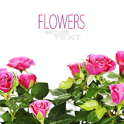 포토 JPG 해외이미지 잎 실내 사람없음 장미 흰배경 카피스페이스 해외202004 해외포토 식물 꽃 백그라운드 내부 공백 흰색 파일형식