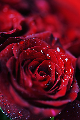 포토 JPG 해외이미지 실내 근접촬영 사람없음 아웃포커스 장미 물방울 해외202004 해외포토 꽃 뷰포인트 촬영기법 내부 파일형식