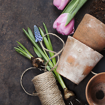 포토 JPG 해외이미지 꽃 화분 검은배경 사람없음 튤립 원예 노끈 원예용품 해외202004 해외포토 식물 줄 생활용품 백그라운드 취미 검은색 파일형식