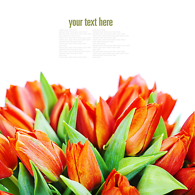 포토 JPG 해외이미지 꽃다발 사람없음 아웃포커스 튤립 흰배경 카피스페이스 해외202004 해외포토 꽃 백그라운드 촬영기법 공백 흰색 파일형식