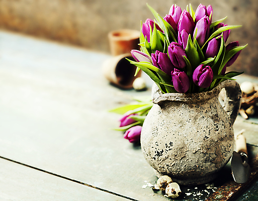 포토 JPG 해외이미지 꽃잎 화분 사람없음 튤립 모종삽 메추리알 카피스페이스 해외202004 해외포토 꽃 알 공백 삽 파일형식