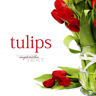 포토 JPG 해외이미지 리본 꽃다발 타이포그라피 사람없음 꽃병 튤립 흰배경 해외202004 해외포토 문자 꽃 백그라운드 흰색 파일형식