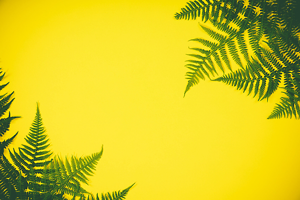 포토 JPG 해외이미지 잎 실내 사람없음 노란배경 카피스페이스 해외202004 해외포토 식물 백그라운드 내부 노란색 공백 파일형식