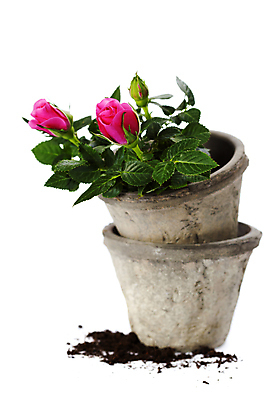 포토 JPG 해외이미지 화분 실내 사람없음 장미 흙 흰배경 원예 해외202004 해외포토 꽃 백그라운드 취미 내부 흰색 파일형식