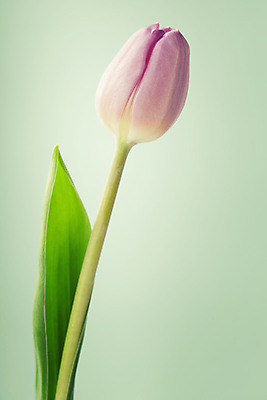 포토 JPG 해외이미지 한송이 실내 사람없음 튤립 초록배경 해외202004 해외포토 1 꽃 백그라운드 내부 초록색 송이 파일형식