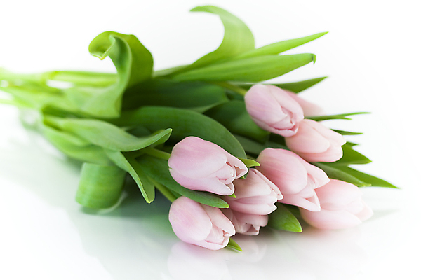 포토 JPG 해외이미지 꽃다발 실내 사람없음 튤립 흰배경 해외202004 해외포토 꽃 백그라운드 내부 흰색 파일형식