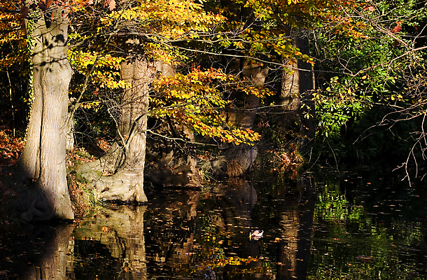 포토 JPG 해외이미지 주간 사람없음 야외 가을 해외202004 해외포토 자연요소 계절 파일형식