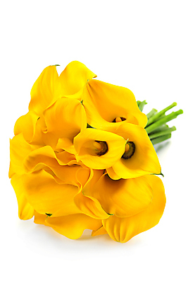 포토 JPG 해외이미지 꽃다발 실내 사람없음 카라 흰배경 칼라꽃 해외202004 해외포토 꽃 백그라운드 내부 흰색 파일형식