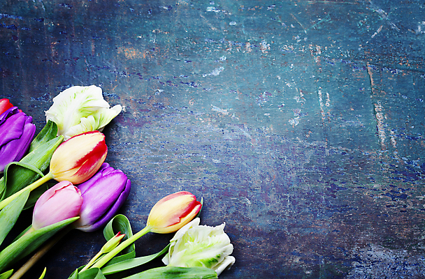 포토 JPG 해외이미지 잎 탁자 사람없음 튤립 파란배경 카피스페이스 해외202004 해외포토 식물 꽃 가구 백그라운드 파란색 공백 파일형식