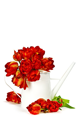 포토 JPG 해외이미지 꽃다발 사람없음 물뿌리개 튤립 흰배경 해외202004 해외포토 꽃 백그라운드 흰색 파일형식