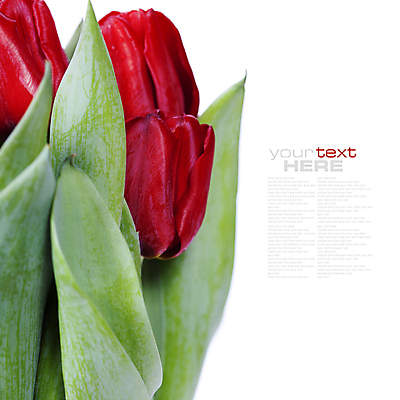 포토 JPG 해외이미지 사람없음 튤립 흰배경 카피스페이스 해외202004 해외포토 꽃 백그라운드 공백 흰색 파일형식