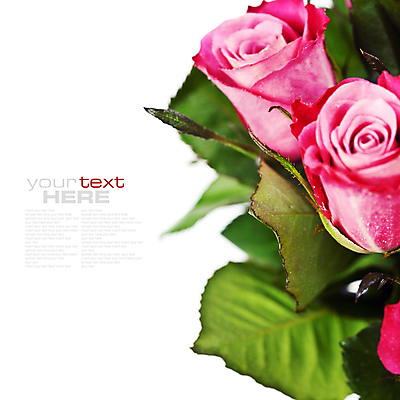 포토 JPG 해외이미지 잎 실내 근접촬영 사람없음 장미 흰배경 카피스페이스 해외202004 해외포토 식물 꽃 뷰포인트 백그라운드 내부 공백 흰색 파일형식