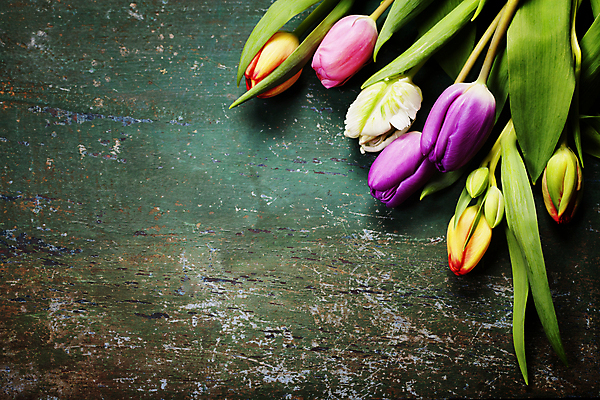 포토 JPG 해외이미지 잎 사람없음 튤립 카피스페이스 나무배경 해외202004 해외포토 식물 꽃 백그라운드 공백 파일형식