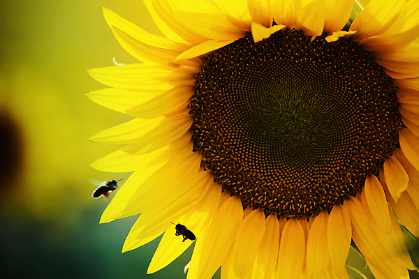 포토 JPG 해외이미지 주간 해바라기 사람없음 야외 해외202004 해외포토 자연요소 꽃 파일형식