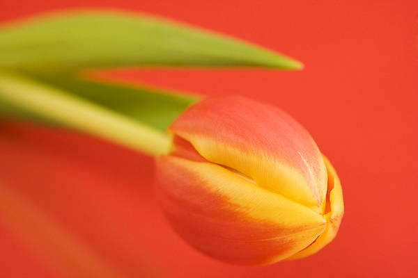 포토 JPG 해외이미지 사람없음 튤립 빨간배경 해외202004 해외포토 꽃 백그라운드 빨간색 파일형식