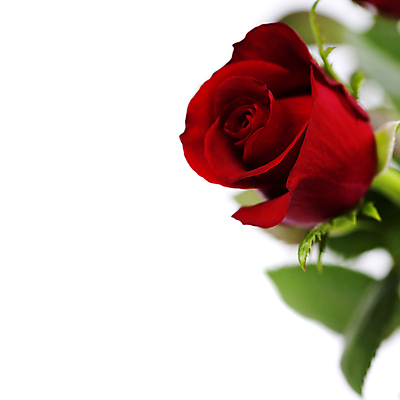 포토 JPG 해외이미지 실내 근접촬영 사람없음 장미 소프트포커스 흰배경 카피스페이스 해외202004 해외포토 꽃 뷰포인트 백그라운드 촬영기법 내부 공백 흰색 파일형식