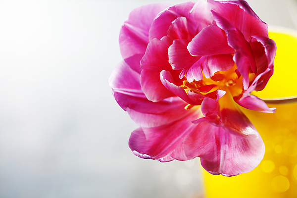 포토 JPG 해외이미지 화분 실내 사람없음 튤립 흰배경 빛망울 해외202004 해외포토 꽃 백그라운드 내부 빛 흰색 파일형식