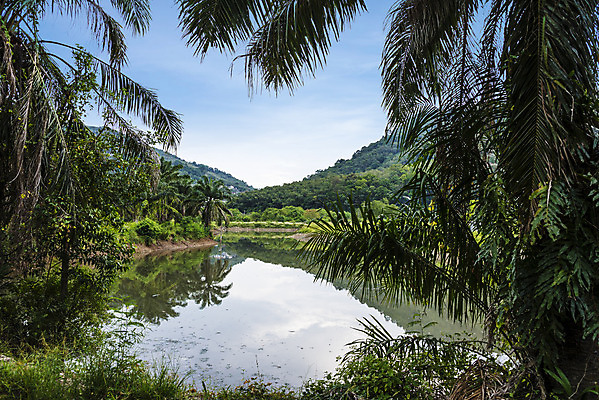 포토 JPG 해외이미지 나무 식물 구름 아시아 호수 음식 여행 백그라운드 잎 밭 농업 태국 자연 하늘 휴가 산 손바닥 동양인 풍경 사람없음 야외 초록색 여름 강 농장 환경 정원 시골 숲 땅 장면 동쪽 내추럴 이국적 파라다이스 푸켓 해외202004 해외202105 해외포토 자연요소 손 계절 나라 산업 컬러 인종 방향 생태계 파일형식